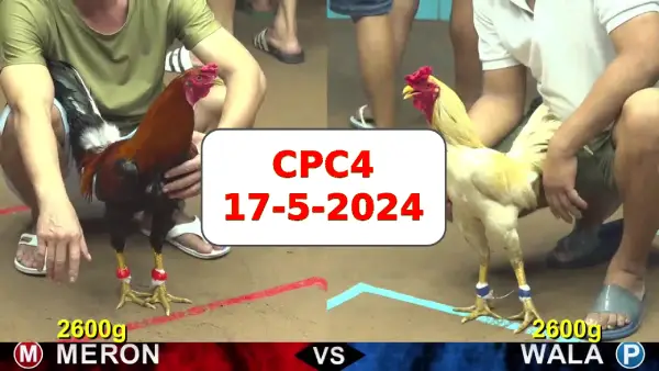 Đá gà cựa sắt ngày 17-5-2024 tại trường gà CPC4 thomo Campuchia