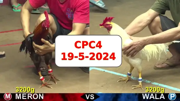 Đá gà cựa sắt ngày 19-5-2024 tại trường gà CPC4 thomo Campuchia