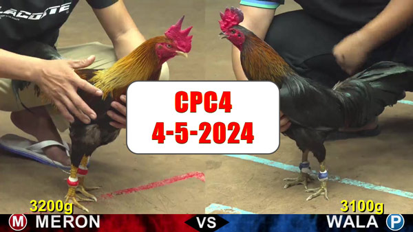 Đá gà cựa sắt ngày 4-5-2024 tại trường gà CPC4 thomo Campuchia