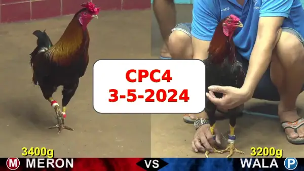 Đá gà cựa sắt ngày 3-5-2024 tại trường gà CPC4 thomo Campuchia