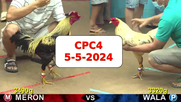 Đá gà cựa sắt ngày 5-5-2024 tại trường gà CPC4 thomo Campuchia