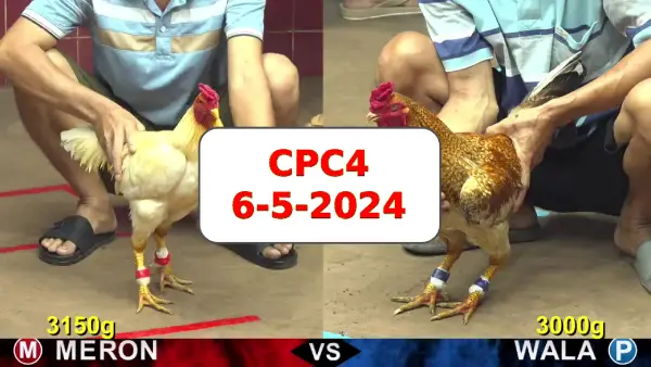 Đá gà cựa sắt ngày 6-5-2024 tại trường gà CPC4 thomo Campuchia