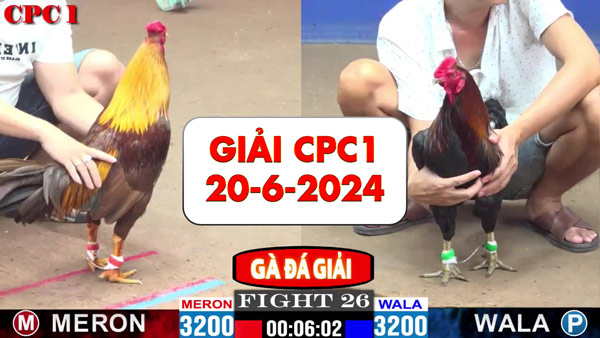 Giải đá gà cựa sắt ngày 20-6-2024 tại trường gà CPC1 thomo Campuchia