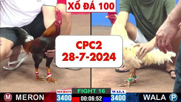 Đá gà thomo CPC2 ngày 28-7-2024