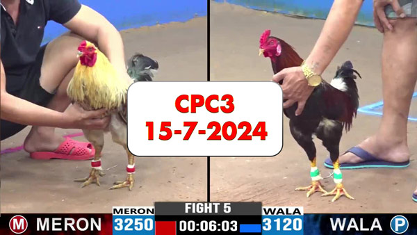 Đá gà thomo CPC3 ngày 15-7-2024