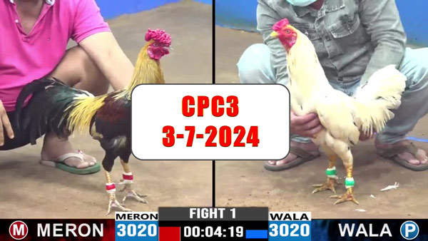 Đá gà thomo CPC3 ngày 3-7-2024