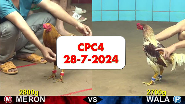 Đá gà thomo CPC4 ngày 28-7-2024