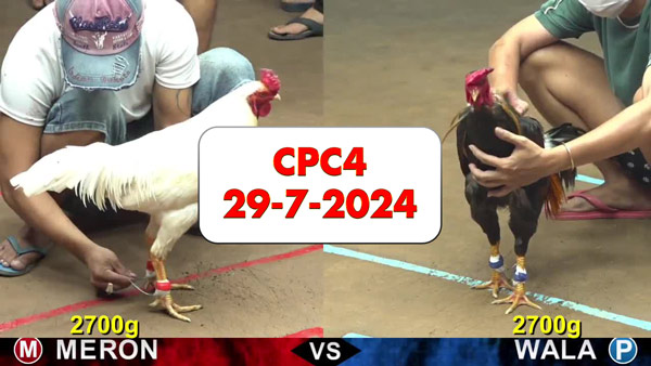 Đá gà thomo CPC4 ngày 29-7-2024