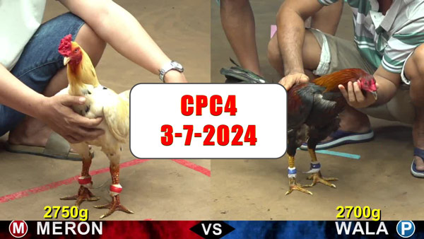 Đá gà thomo CPC4 ngày 3-7-2024