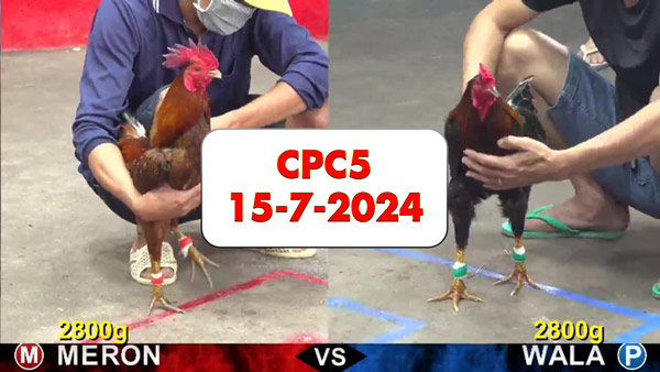 Đá gà thomo CPC5 ngày 15-7-2024