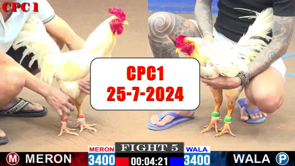 Đá gà thomo CPC1 ngày 25-7-2024