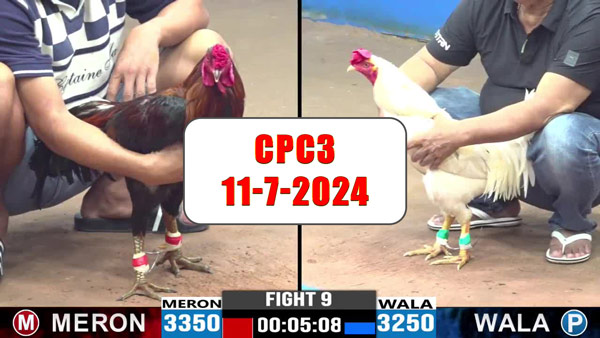 Đá gà thomo CPC3 ngày 11-7-2024