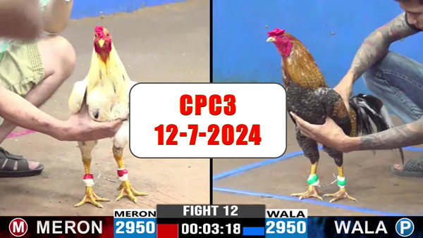 Đá gà thomo CPC3 ngày 12-7-2024
