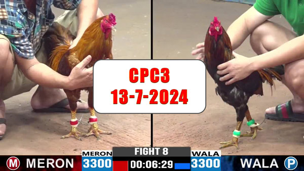 Đá gà thomo CPC3 ngày 13-7-2024