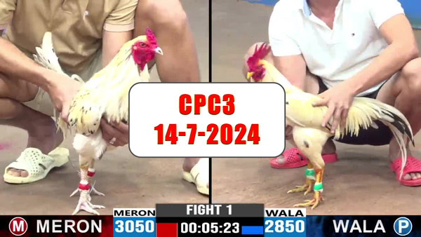 Đá gà thomo CPC3 ngày 14-7-2024