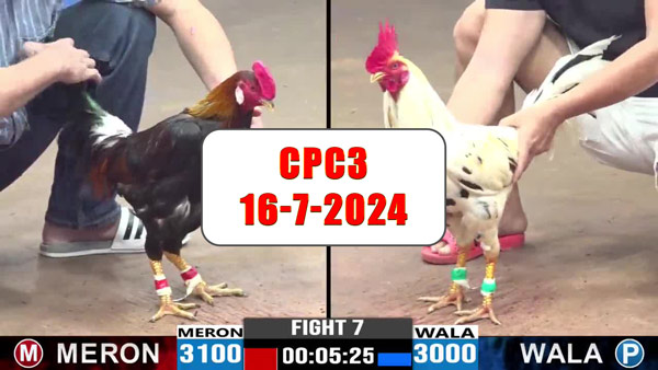 Đá gà thomo CPC3 ngày 16-7-2024