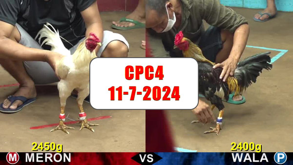Đá gà thomo CPC4 ngày 11-7-2024
