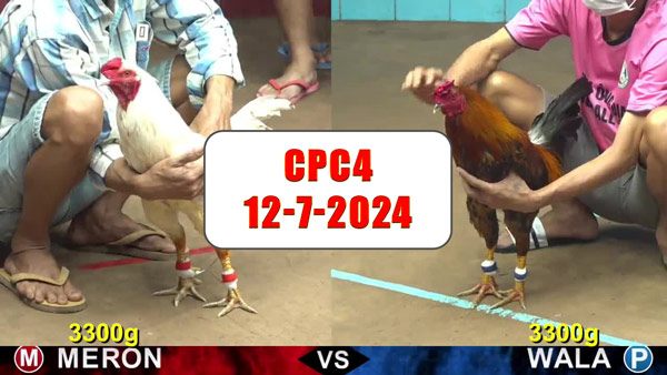 Đá gà thomo CPC4 ngày 12-7-2024