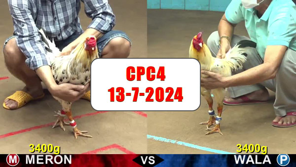 Đá gà thomo CPC4 ngày 13-7-2024