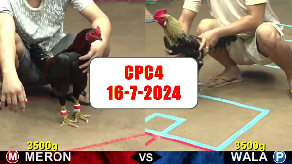 Đá gà thomo CPC4 ngày 16-7-2024