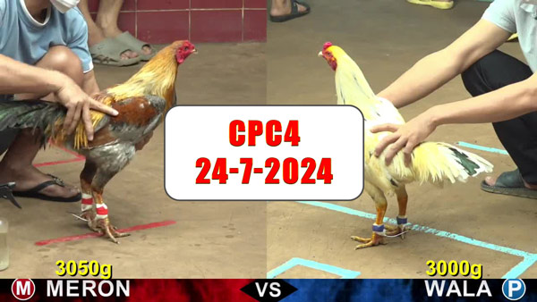 Đá gà thomo CPC4 ngày 24-7-2024