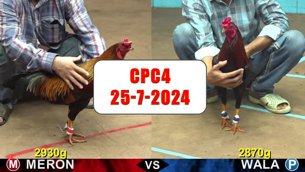 Đá gà thomo CPC4 ngày 25-7-2024
