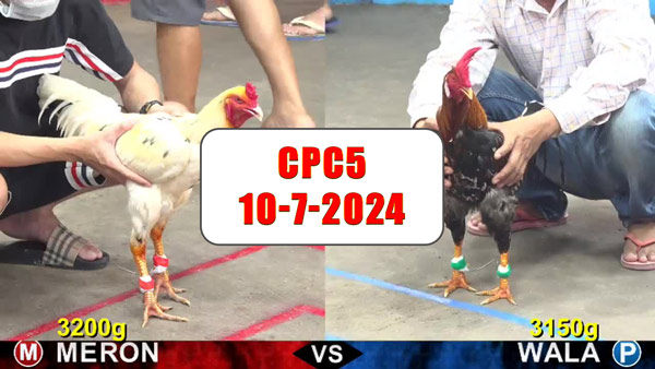 Đá gà thomo CPC5 ngày 10-7-2024