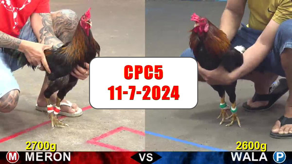 Đá gà thomo CPC5 ngày 11-7-2024