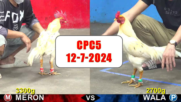 Đá gà thomo CPC5 ngày 12-7-2024