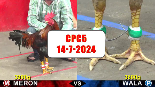 Đá gà thomo CPC5 ngày 14-7-2024