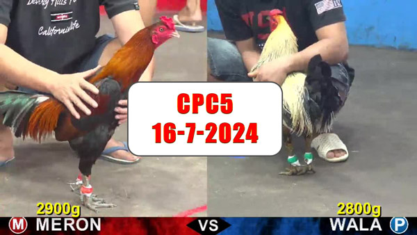Đá gà thomo CPC5 ngày 16-7-2024