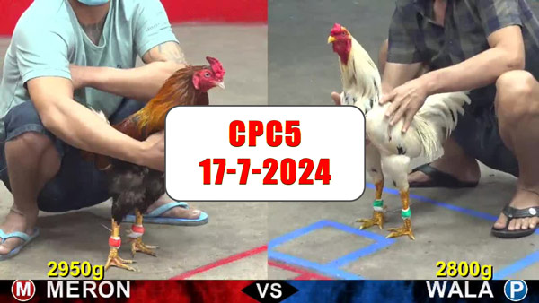Đá gà thomo CPC5 ngày 17-7-2024