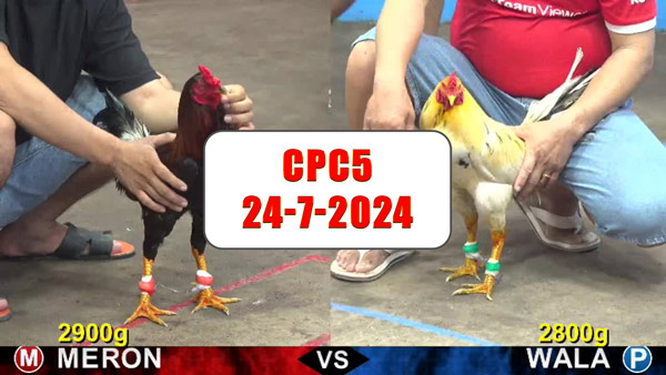 Đá gà thomo CPC5 ngày 24-7-2024