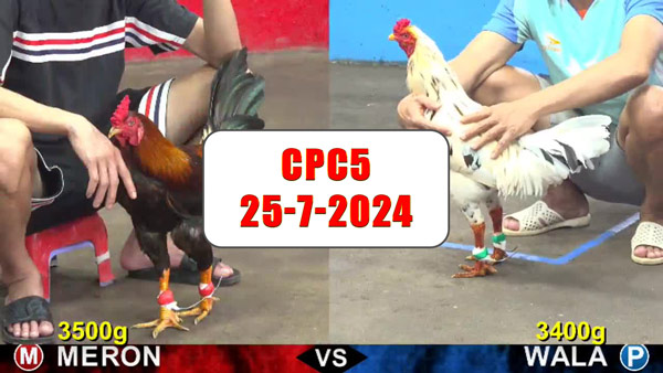 Đá gà thomo CPC5 ngày 25-7-2024