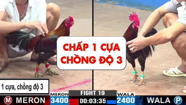 Chú gà tài đá một cựa trên chồng độ 3 trận khiến đối thủ sỡ hãi