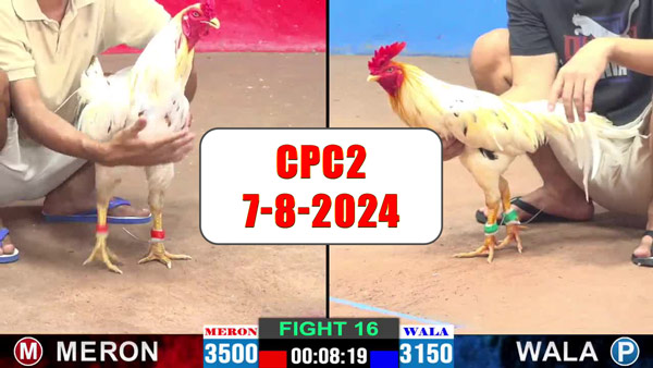 Đá gà thomo CPC2 ngày 7-8-2024