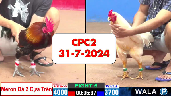 Đá gà thomo CPC2 ngày 31-7-2024