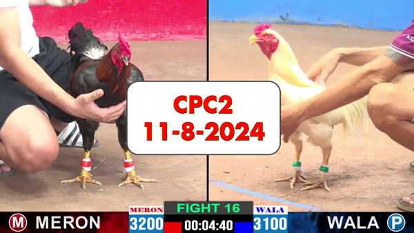 Đá gà thomo CPC2 ngày 11-8-2024