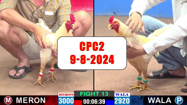 Đá gà thomo CPC2 ngày 9-8-2024