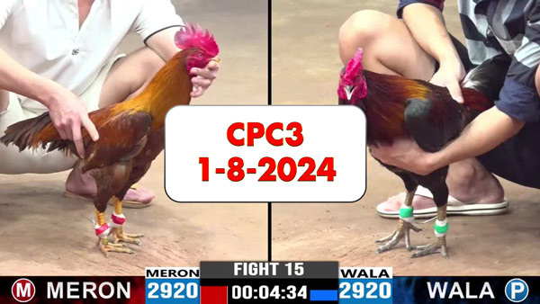 Đá gà thomo CPC3 ngày 1-8-2024