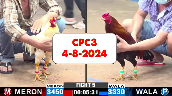 Đá gà thomo CPC3 ngày 4-8-2024