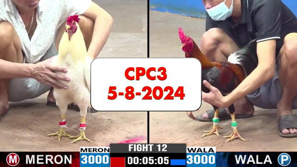 Đá gà thomo CPC3 ngày 5-8-2024