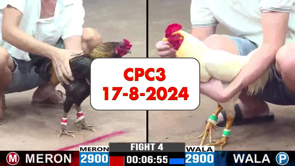 Đá gà thomo CPC3 ngày 17-8-2024