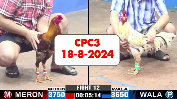 Đá gà thomo CPC3 ngày 18-8-2024