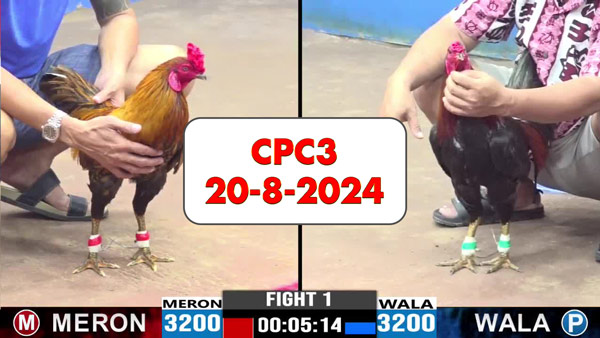 Đá gà thomo CPC3 ngày 20-8-2024