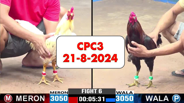 Đá gà thomo CPC3 ngày 21-8-2024