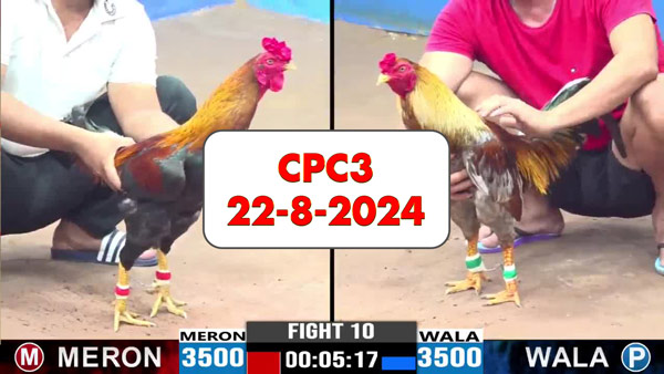 Đá gà thomo CPC3 ngày 22-8-2024