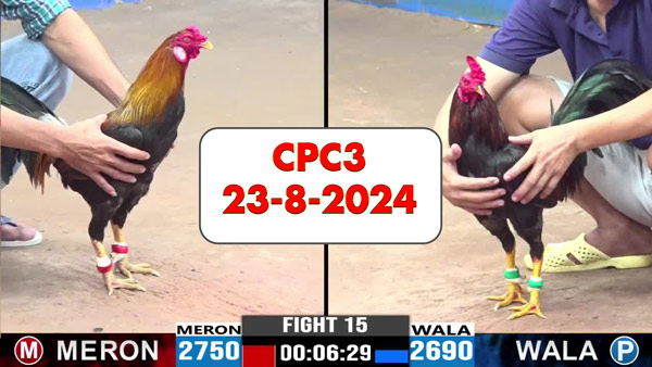 Đá gà thomo CPC3 ngày 23-8-2024