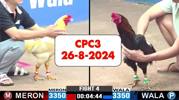 Đá gà thomo CPC3 ngày 26-8-2024