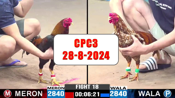 Đá gà thomo CPC3 ngày 28-8-2024